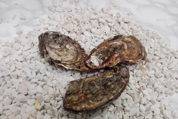 Oysters nr 2 24 pcs 